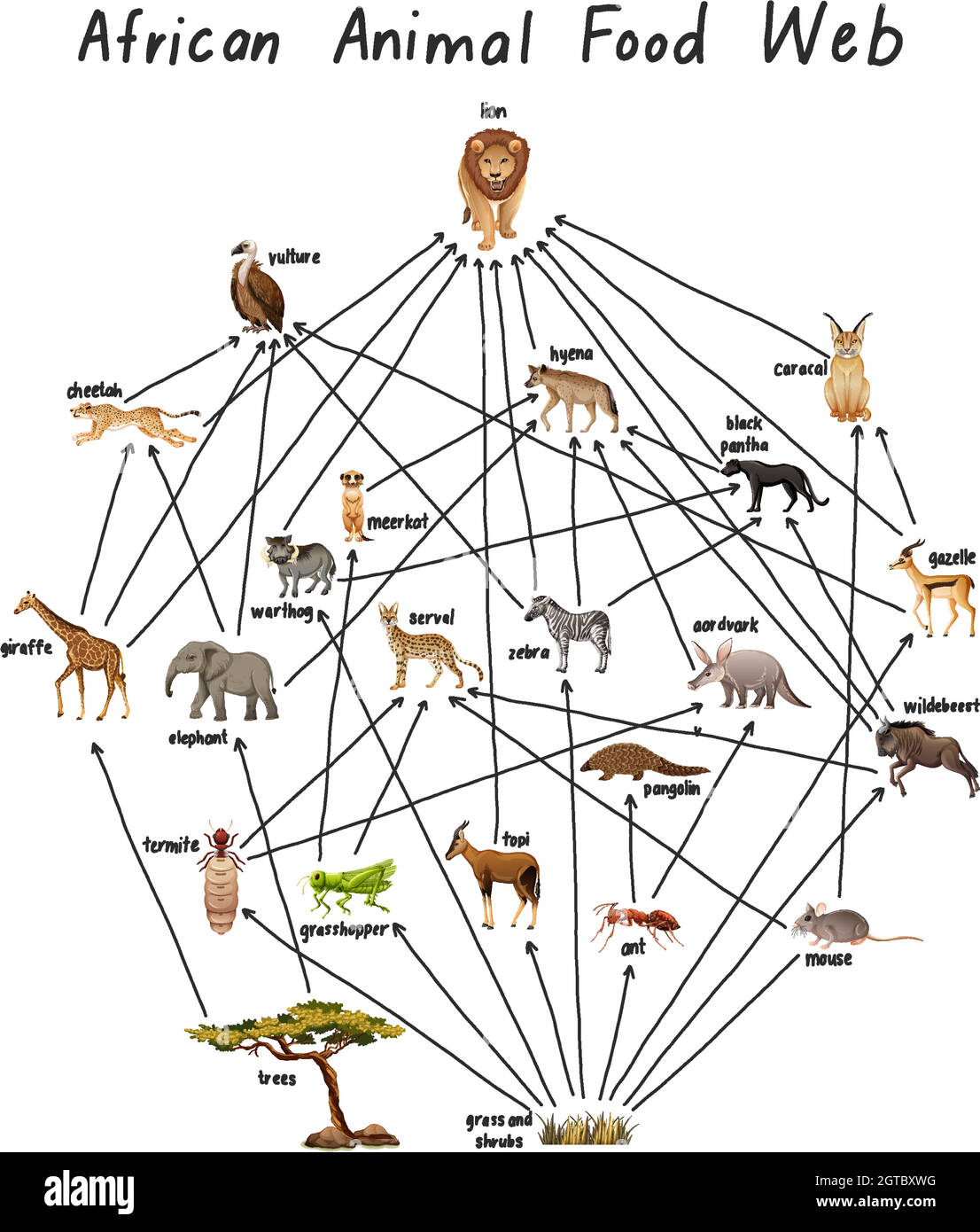 African animale alimentare web su sfondo bianco Illustrazione Vettoriale