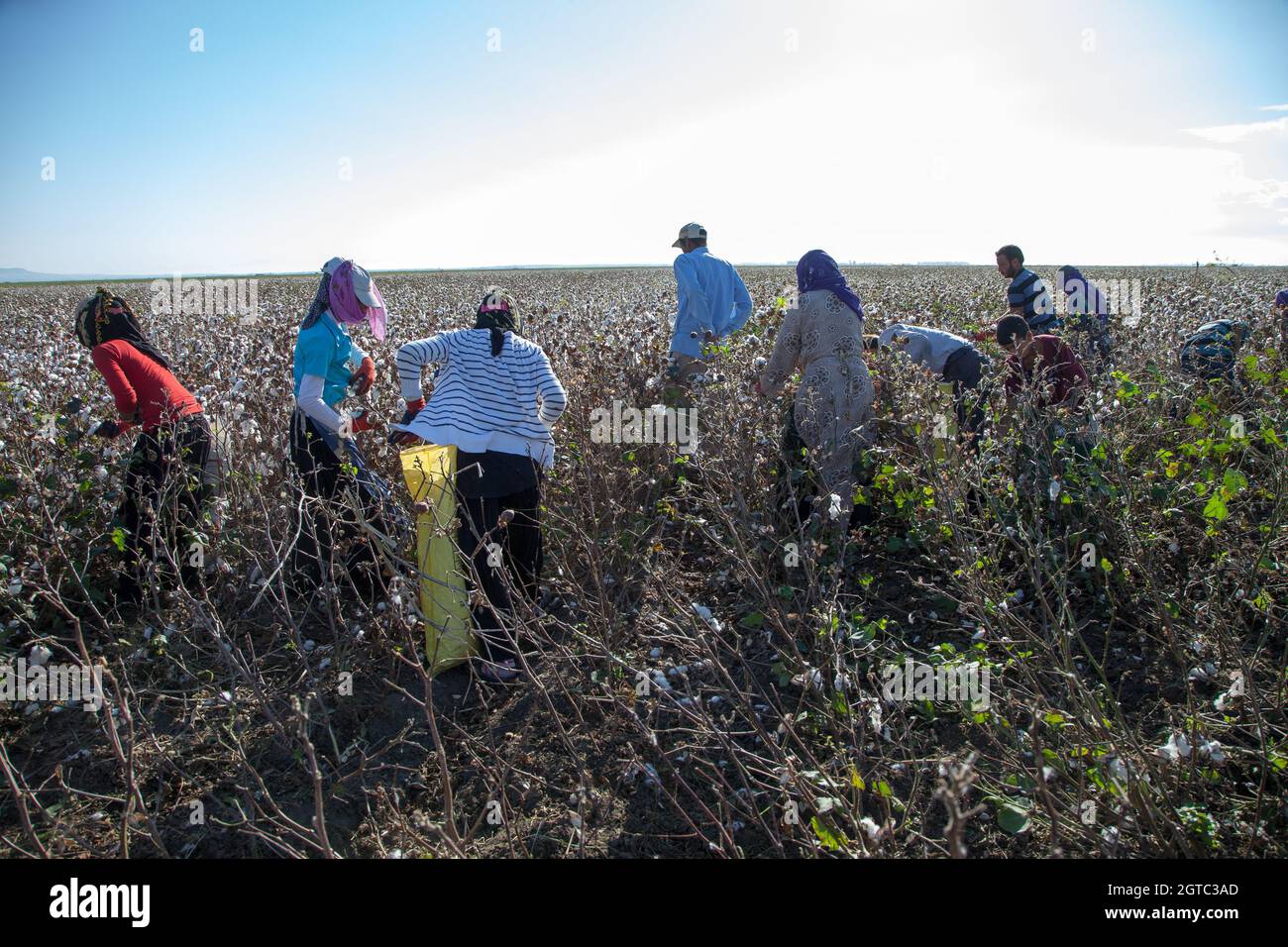 Adana,Turchia - 09-26-2014: Lavoratori che raccolgono cotone nel campo del cotone Foto Stock