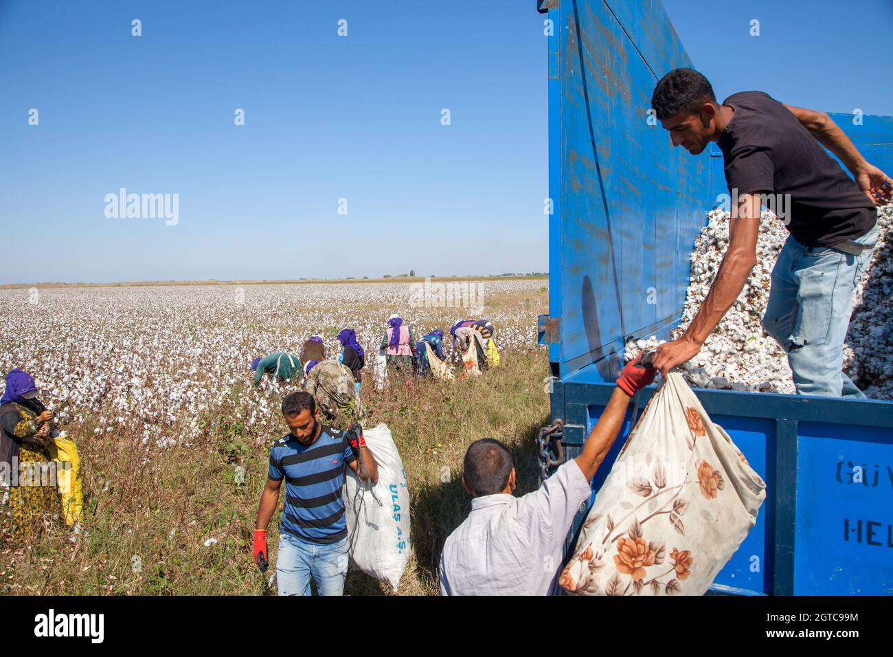 Adana / Turchia - 09/26/2014: Lavoratori che raccolgono cotone nel campo del cotone Foto Stock