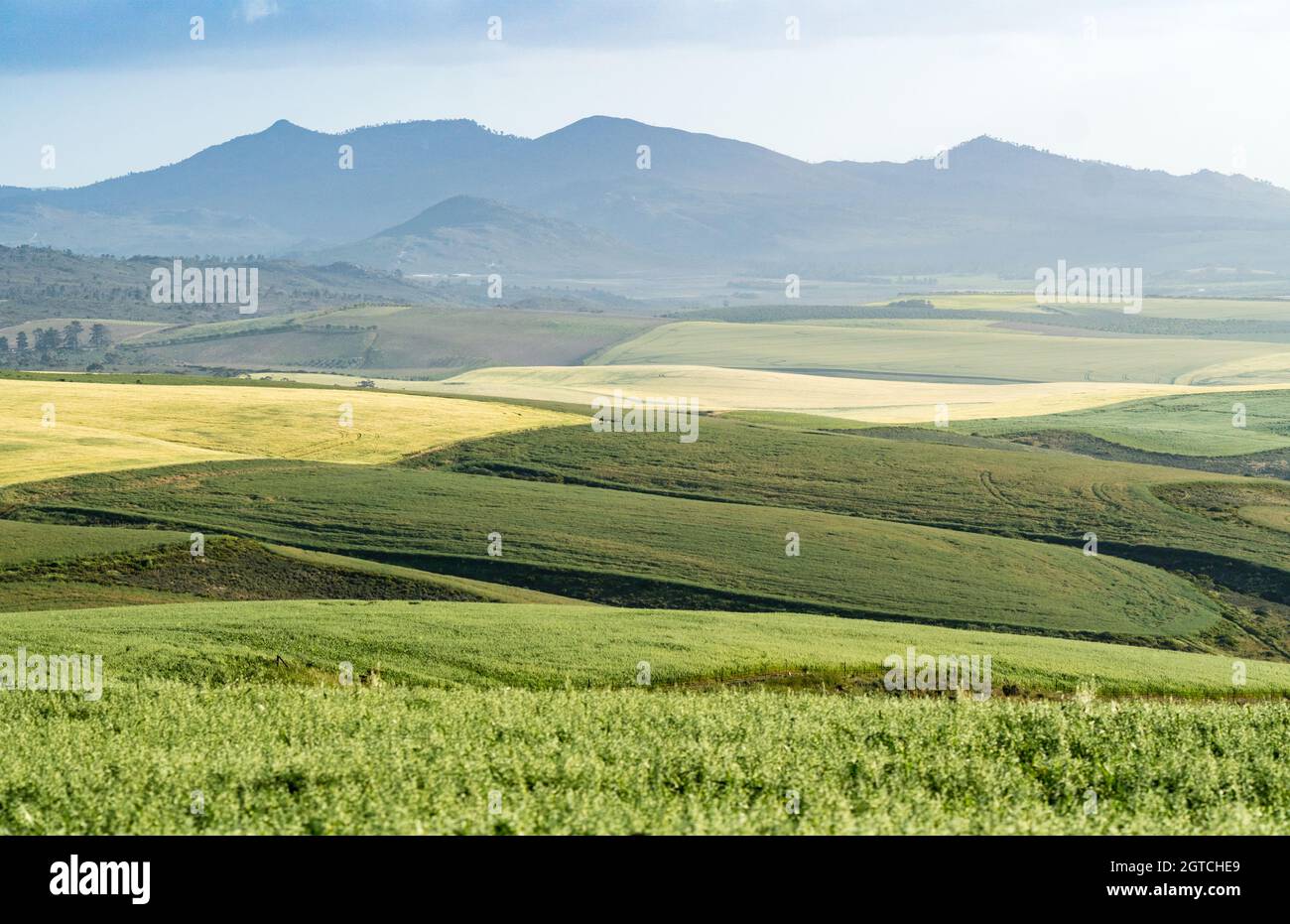 Paesaggio agricolo di terreni agricoli o di fattorie con montagne sullo sfondo a Overberg, Capo Occidentale, Sud Africa durante la primavera Foto Stock