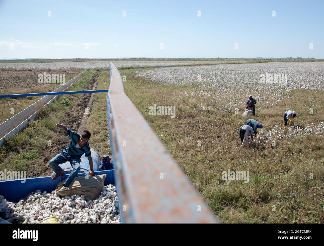 Adana / Turchia - 09/26/2014: Lavoratori che raccolgono cotone nel campo del cotone Foto Stock