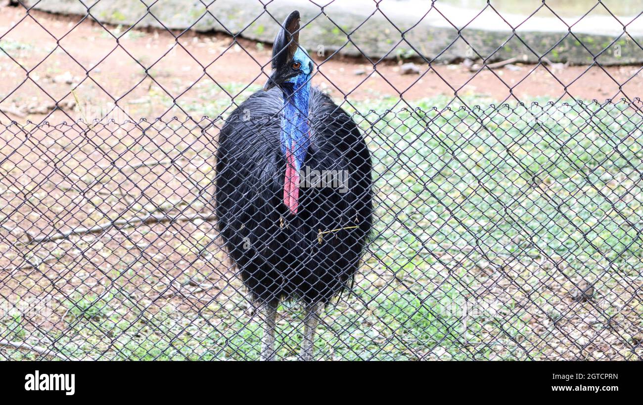Cassowary uccello una maglia all'interno Foto Stock