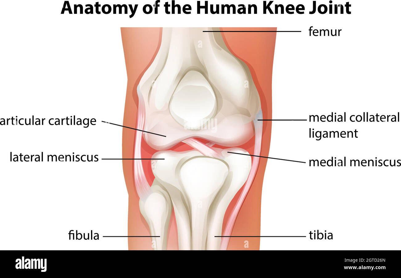Anatomia articolare del ginocchio umano Illustrazione Vettoriale