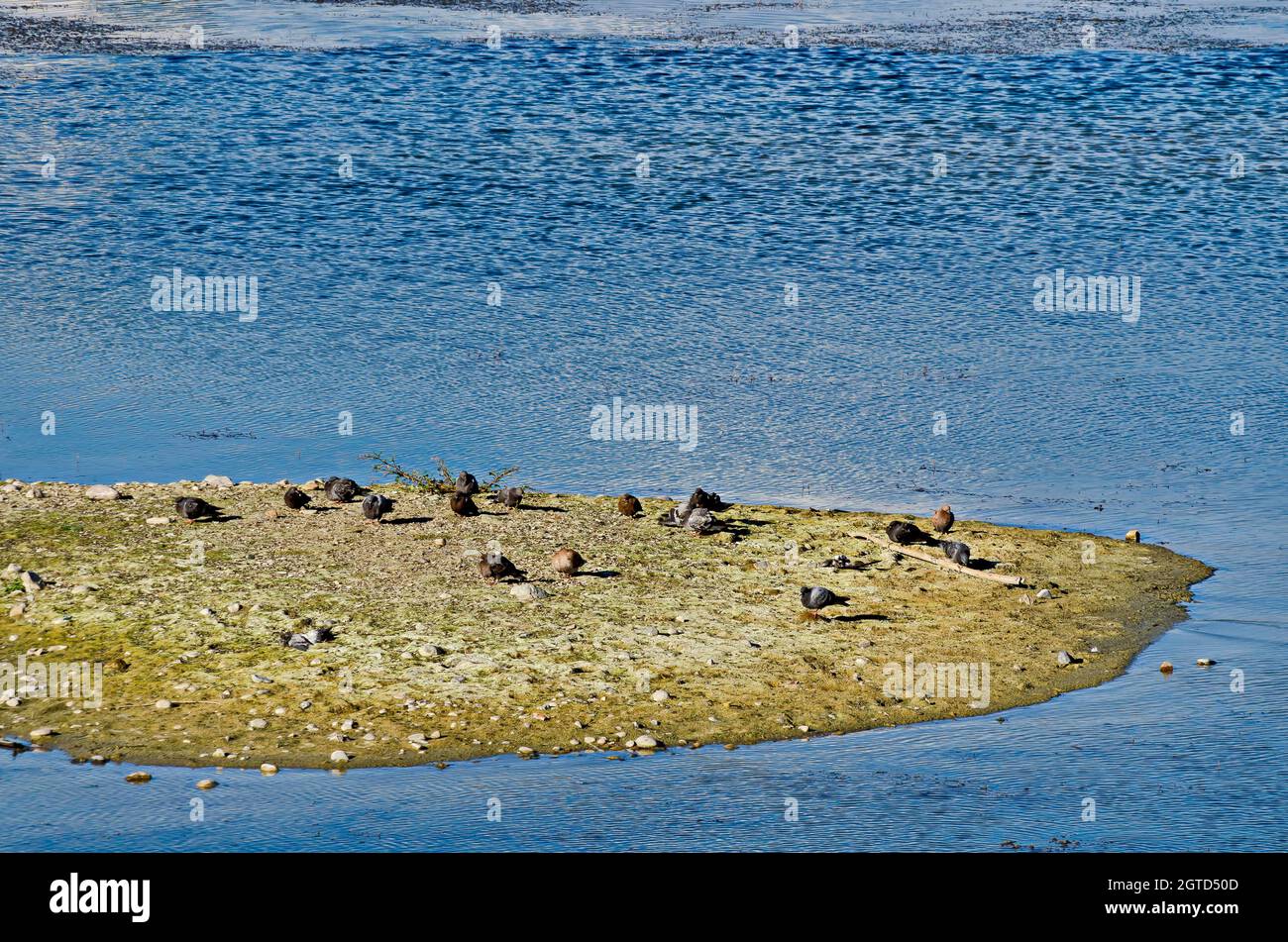 Un gruppo di piccioni con piume colorate è rilasciato su un'isola nel lago, regione di Drujba, Sofia, Bulgaria Foto Stock