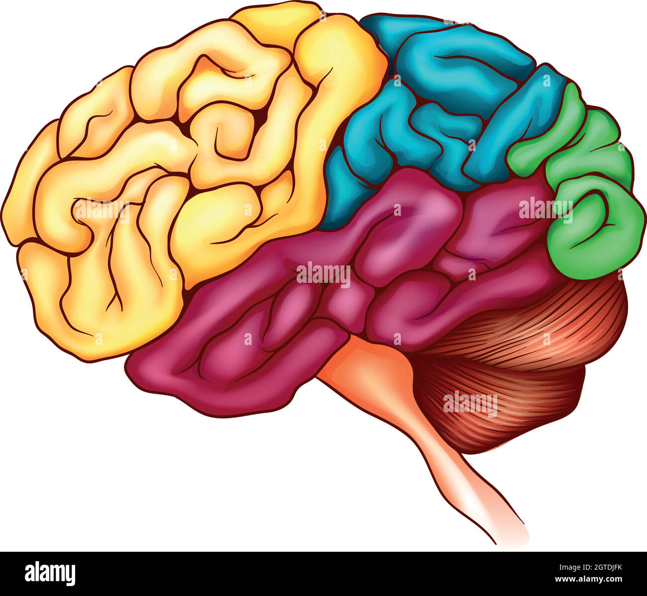 Il cervello umano Illustrazione Vettoriale