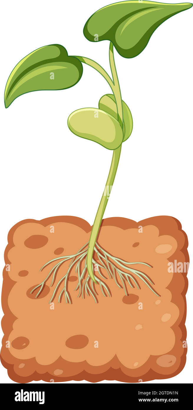 Beansprout che cresce dal sottosuolo Illustrazione Vettoriale