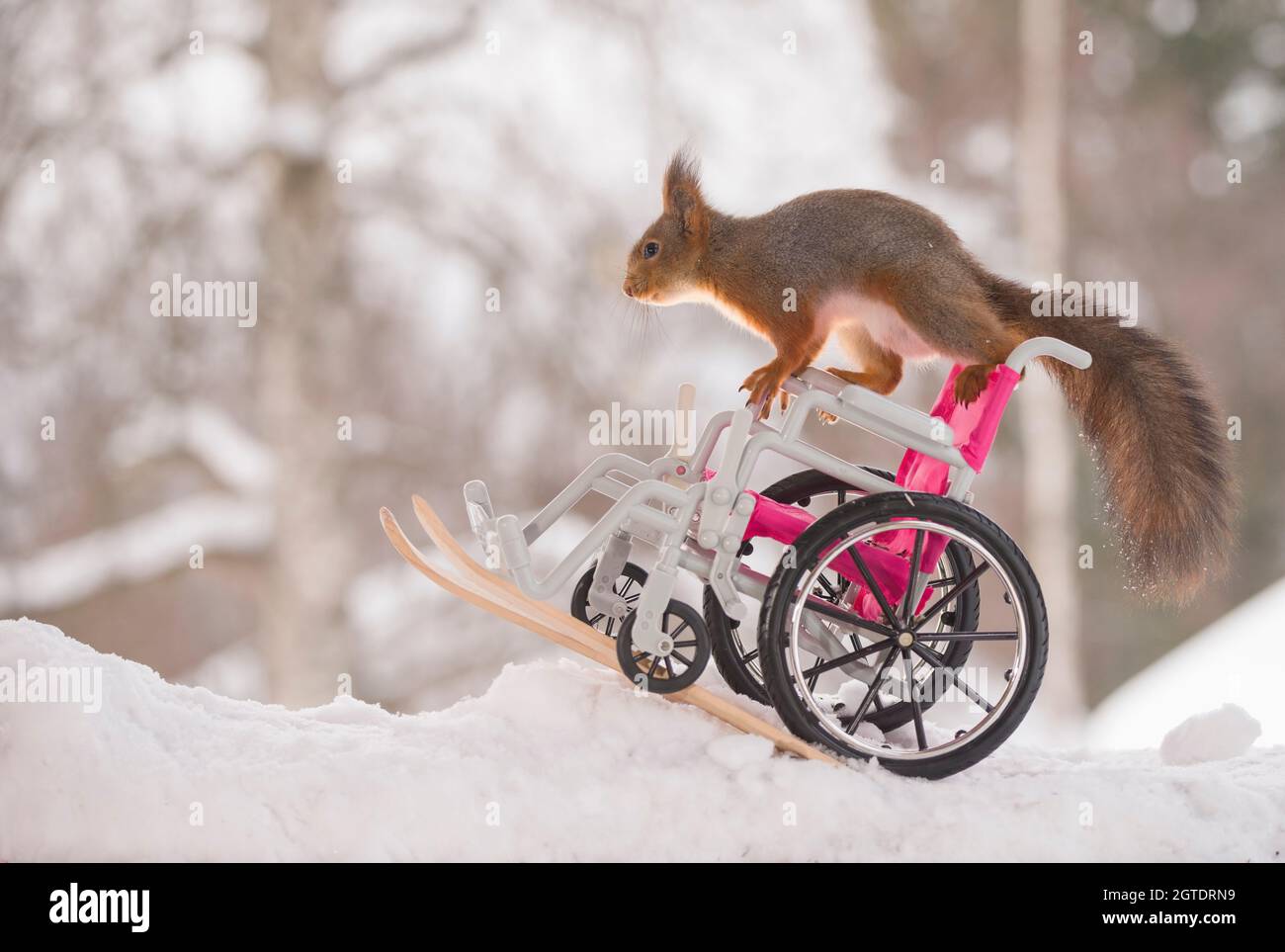 Scoiattolo rosso si muove su una sedia a rotelle su sci Foto stock - Alamy