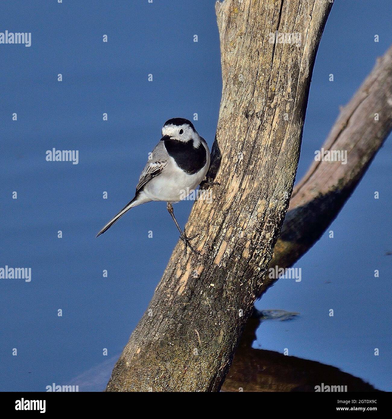 Close-up di uccello si appollaia su albero contro Sky Foto Stock