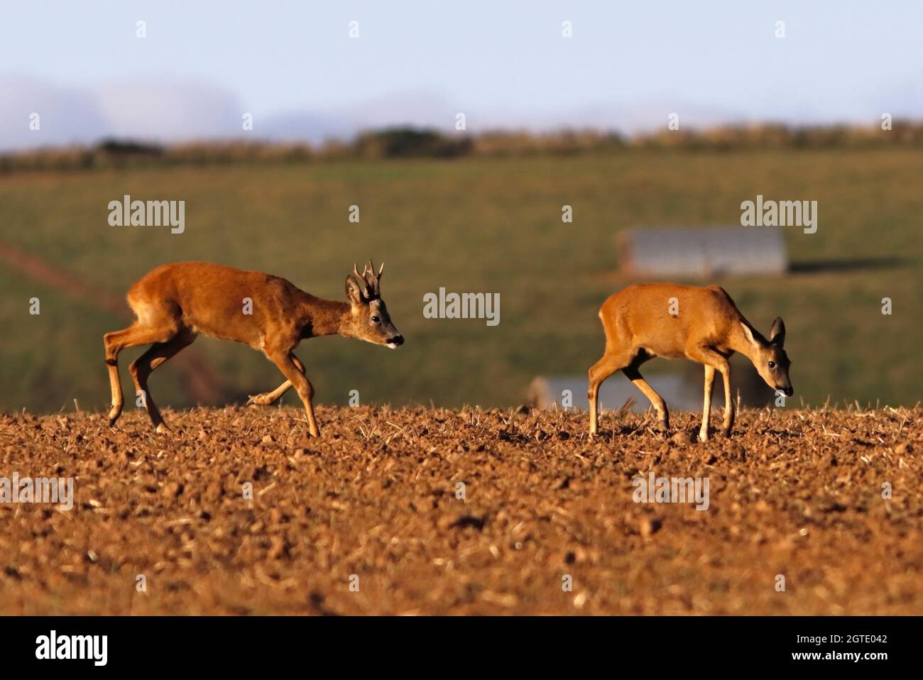 CAPRIOLO (Capreolus capreolus) maschio (buck) cercando di stabilire se la femmina (femmina) è in stagione, Regno Unito. Foto Stock