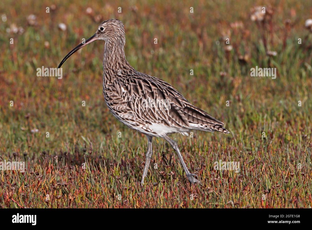 CURLEW (Numenius arquata), Scozia, Regno Unito. Foto Stock