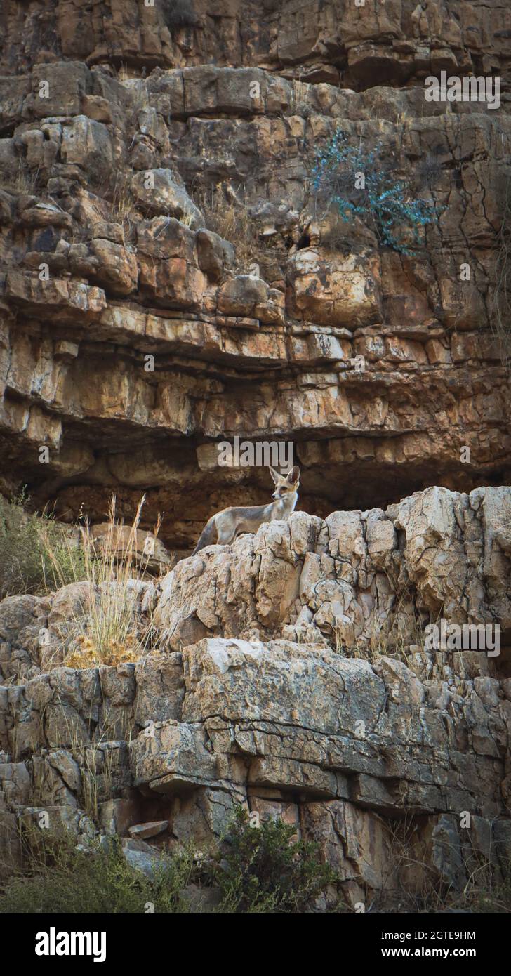 Istantanea di una volpe del deserto timida che si erge su una sporgenza di pietra nel deserto Giudeo vicino a Gerusalemme, Israele Foto Stock