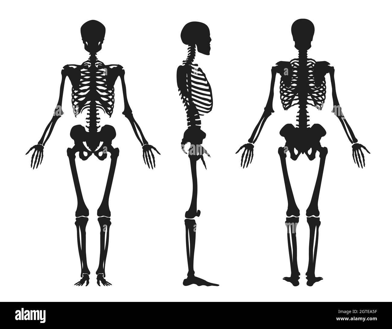 Silhouette umana nera dello scheletro. Parte superiore con gabbia toracica e bracci ruotati in profilo dalla parte anteriore e laterale Illustrazione Vettoriale