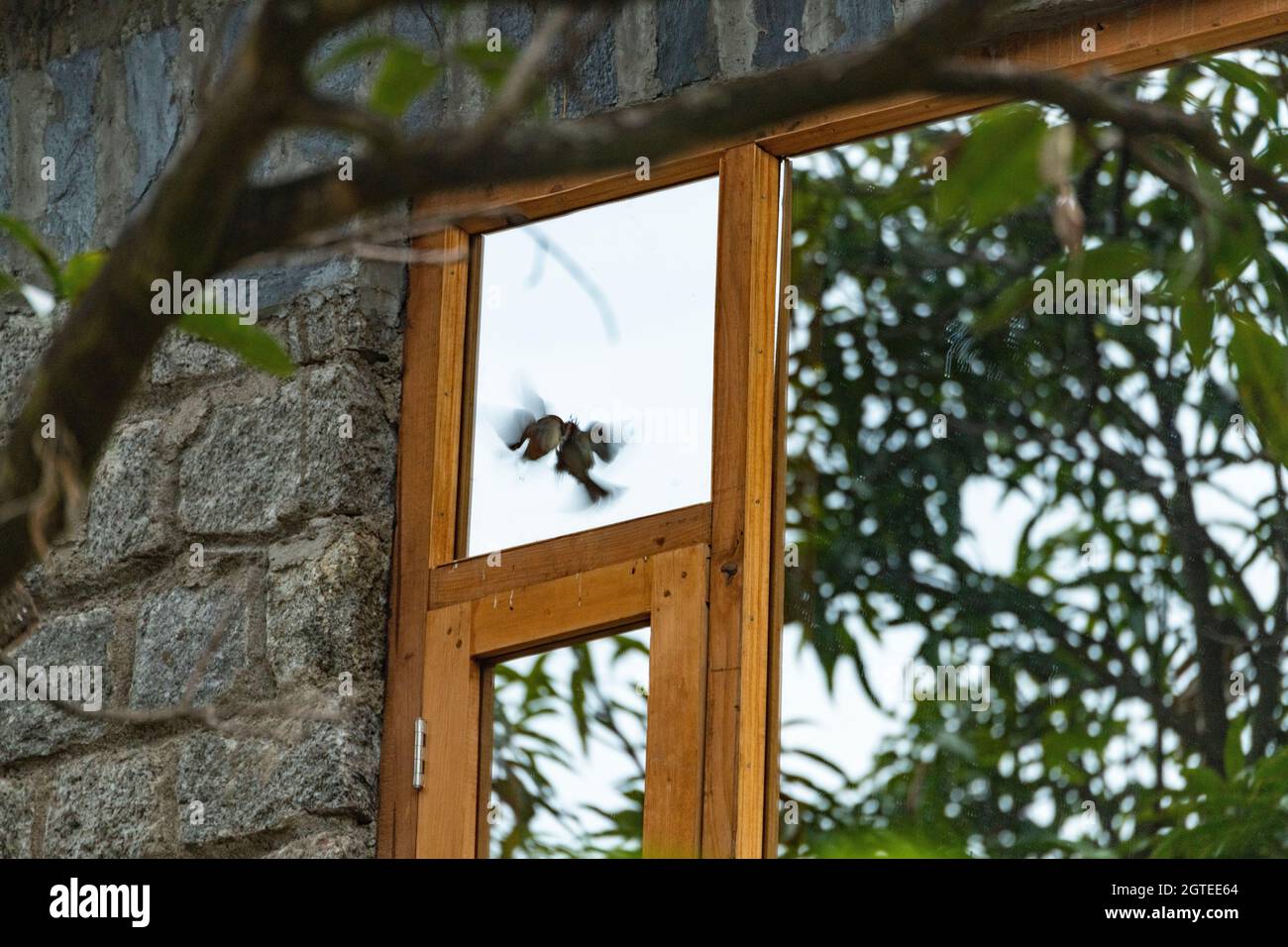 Un uccello si impegna in una lotta territoriale con il suo riflesso proprio nel vetro tipo specchio sulla finestra di un hotel in Himachal Pradesh. Foto Stock
