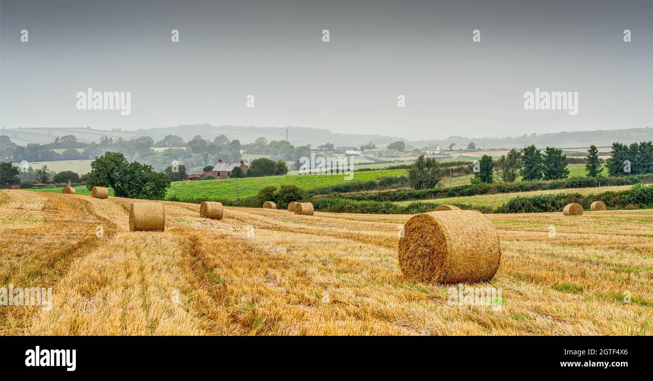 Un'incantevole e vasta immagine rurale dei terreni agricoli utilizzando i cingoli della mietitrebbia Harvester, un campo tagliato di paglia con balle rotonde in attesa di raccolta. Foto Stock