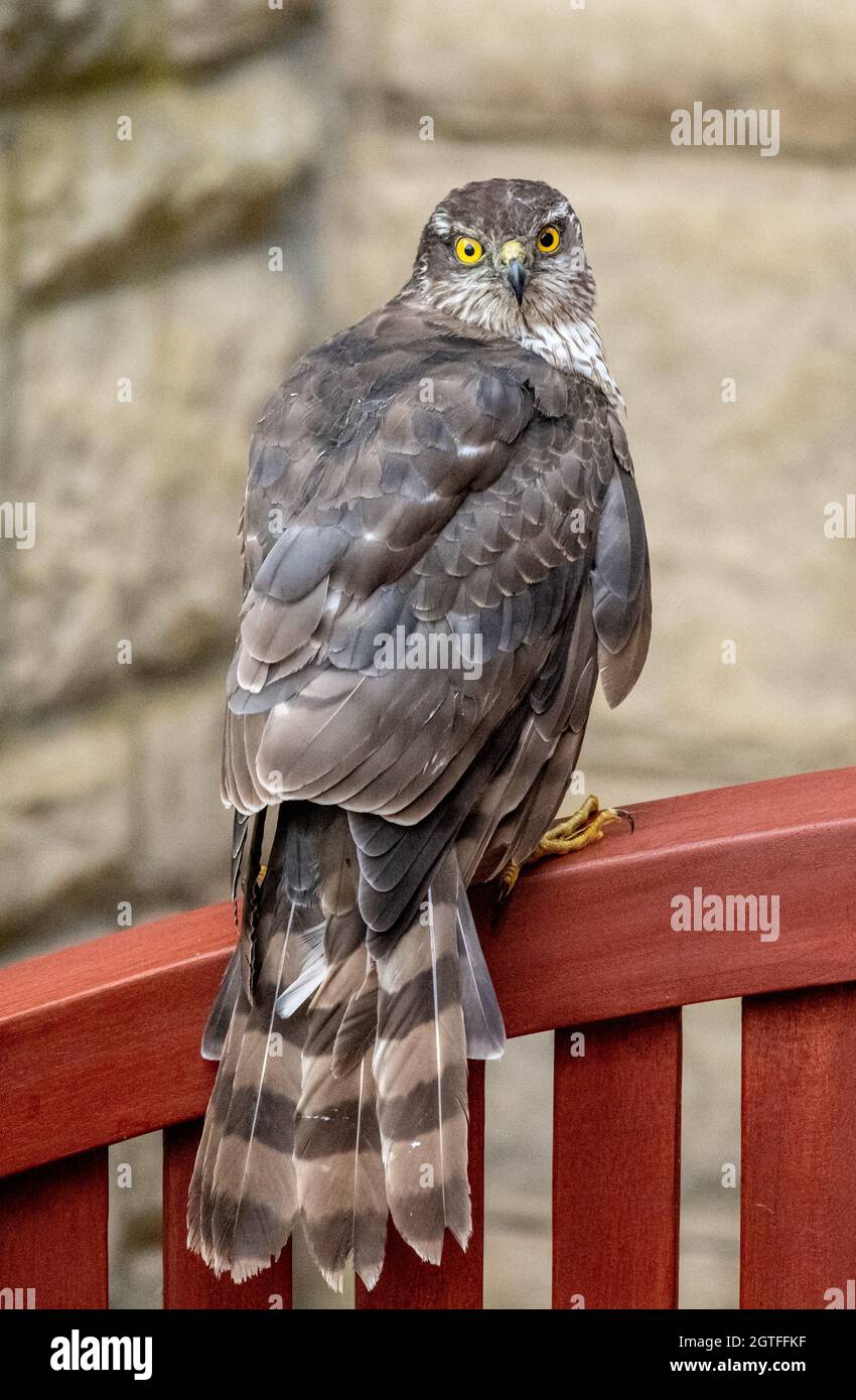 Falco giovanile dello sparviero (Accipiter nisus) Foto Stock