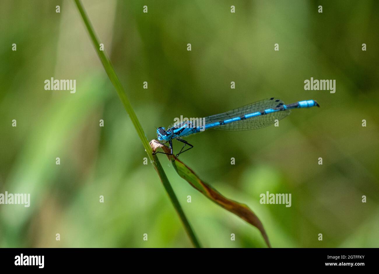 Maschio Damselfly blu comune (Enallagma cyathigerum) poggiato su un gambo di erba Foto Stock