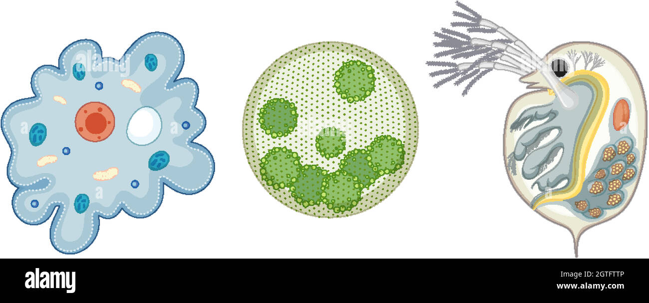 Insieme di organismo unicellulare isolato su sfondo bianco Illustrazione Vettoriale