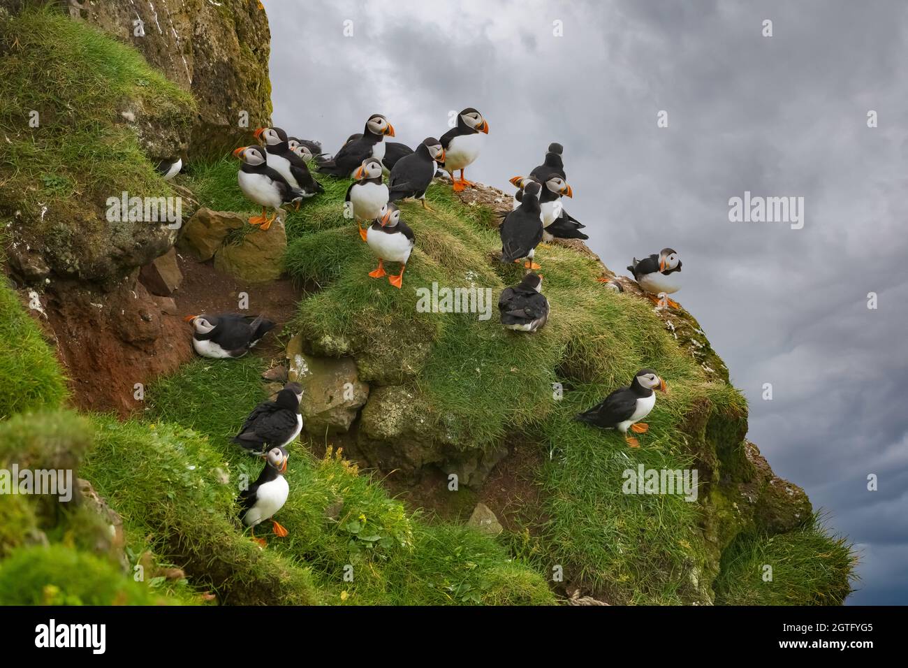 Enormi colonie di pulcinelle atlantiche che si incrociano sulle scogliere dell'isola di Mykines, Isole Faroe Foto Stock