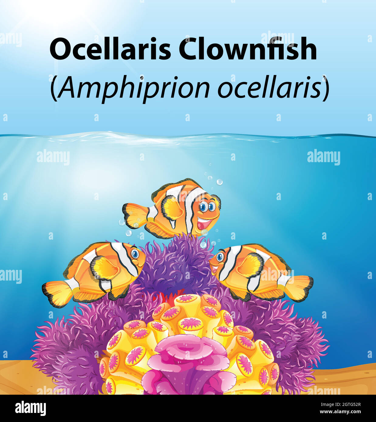 Ocellaris clownfish card concetto Illustrazione Vettoriale