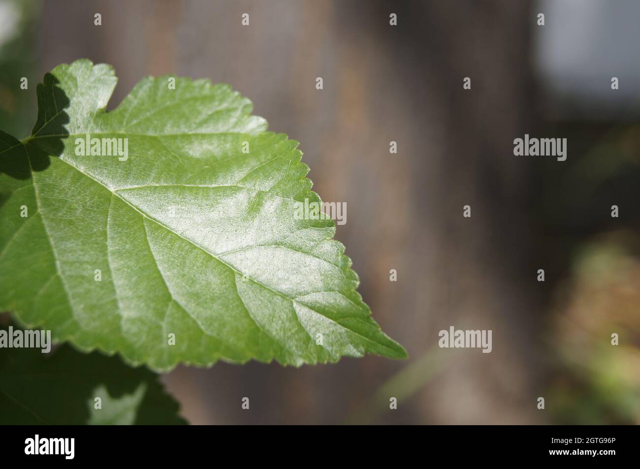 la natura è vita. Foto Stock