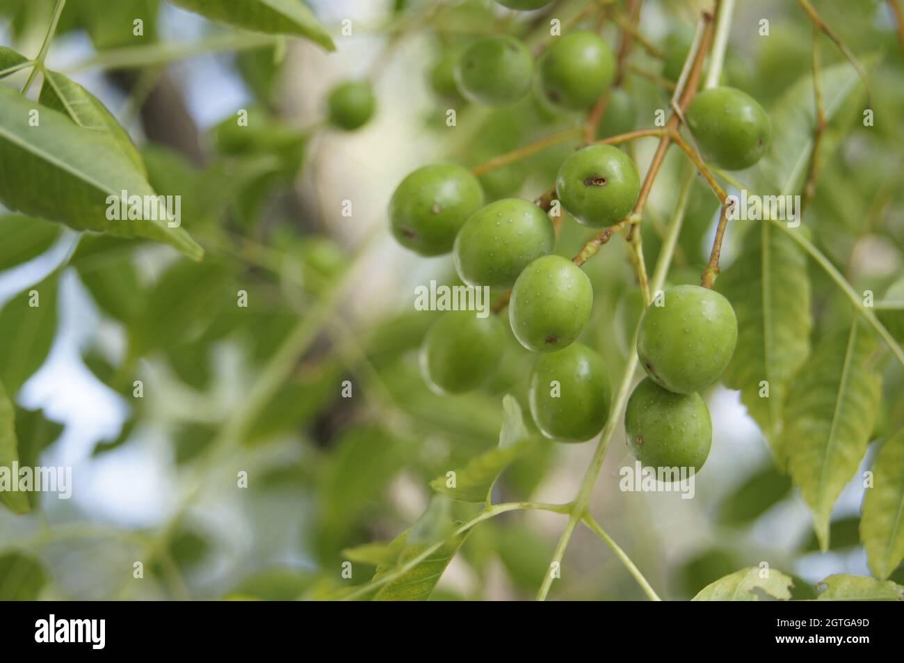 la natura è vita. Foto Stock