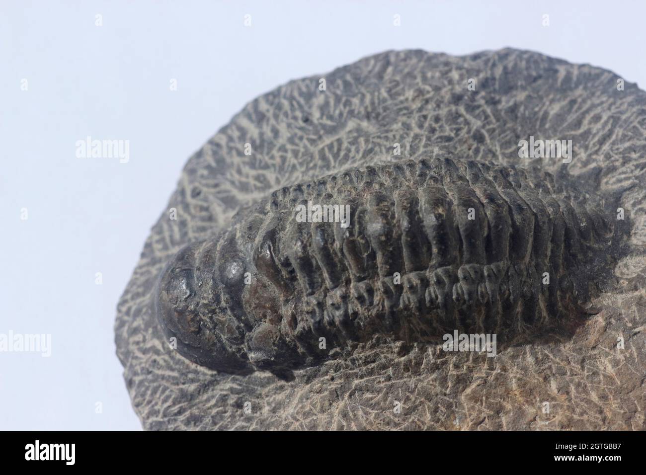 Fossile di creatura marina preistorica trilobita Foto Stock