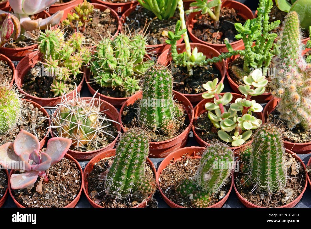 Una varietà di piante di cactus Foto Stock