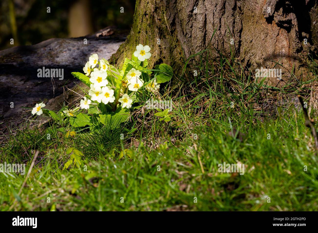 Un mazzo di primrose alla base di un albero. Foto Stock