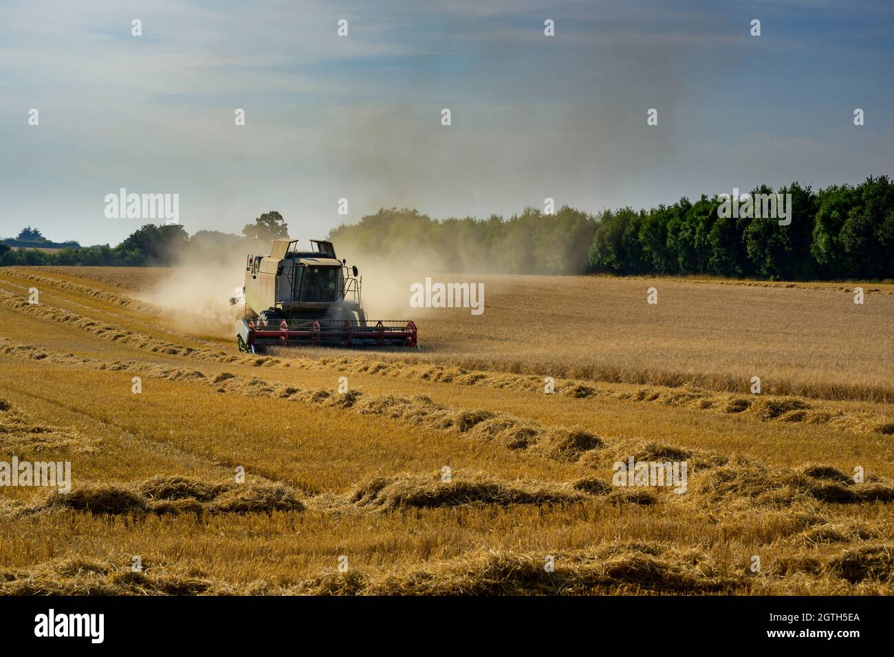 Potente macchina agricola (mietitrebbia Claas) per il taglio e la raccolta di grano in campi polverosi - North Yorkshire, Inghilterra, Regno Unito Foto Stock