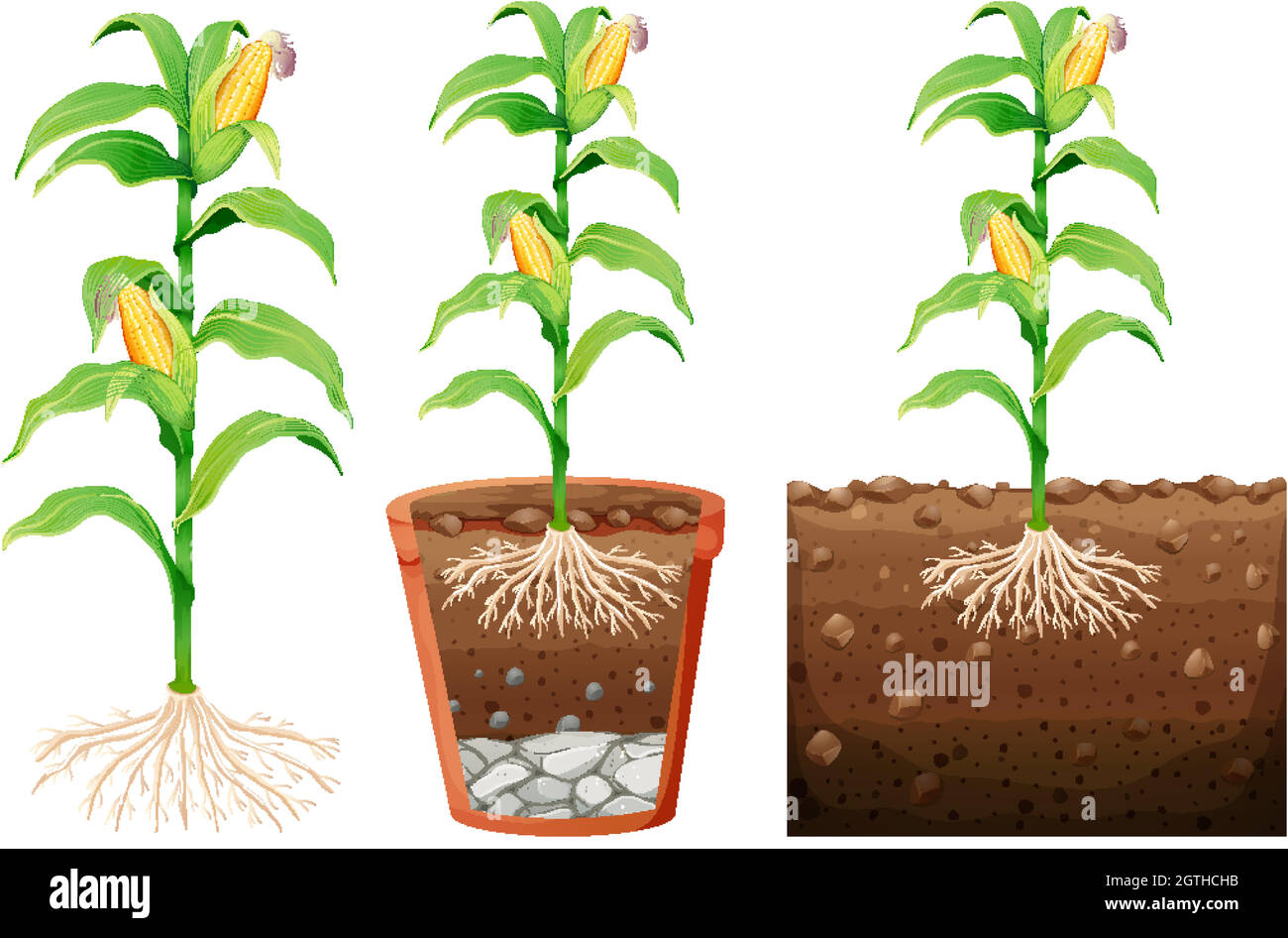 Set di piante di mais con radici isolate su sfondo bianco Illustrazione Vettoriale