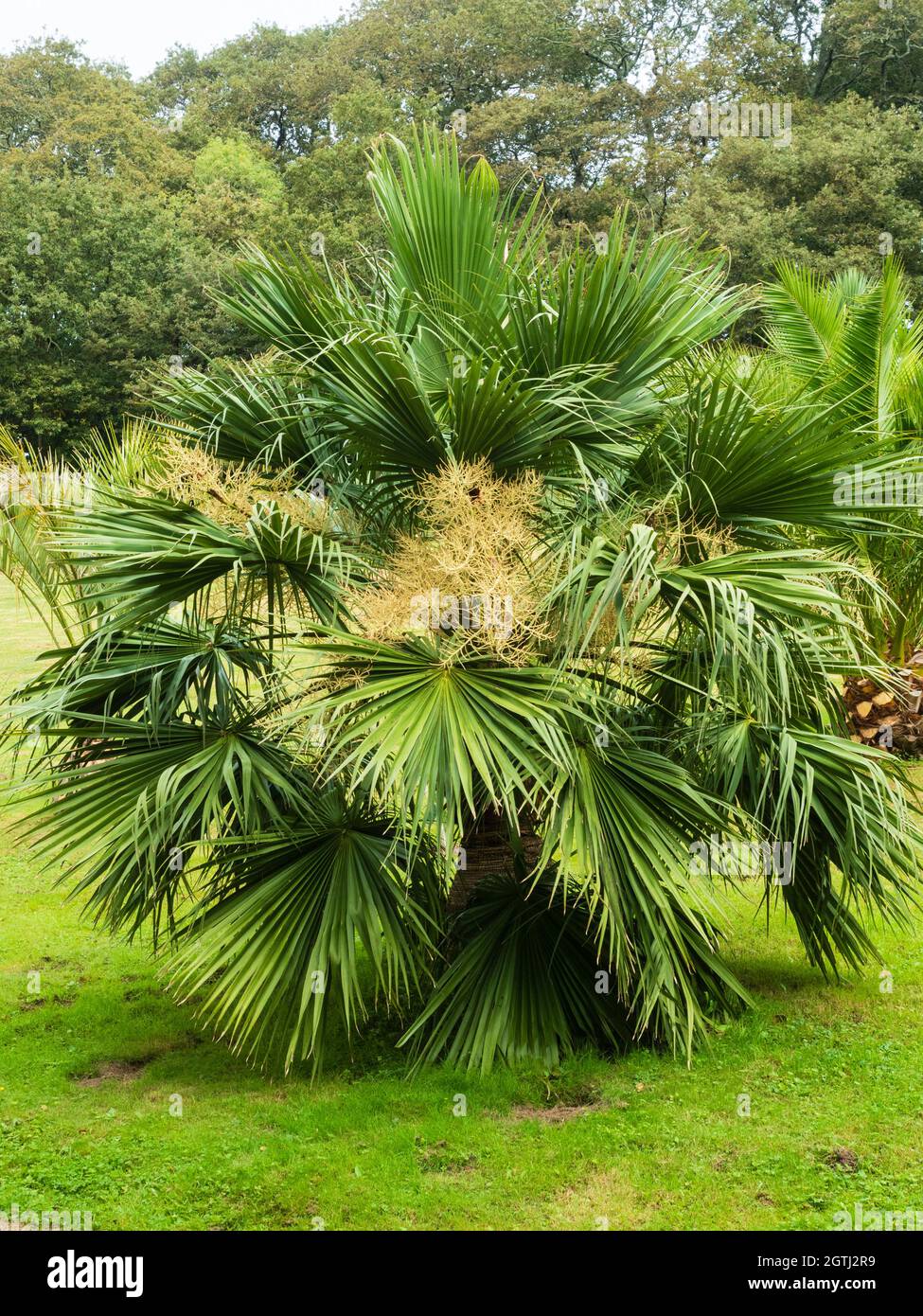 Facciate Evergreen della palma brasiliana ad ago, acantocoma di Trithrinax Foto Stock