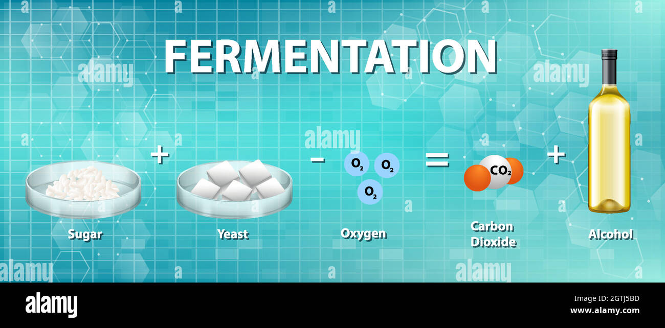 Equazione chimica della fermentazione alcolica Illustrazione Vettoriale