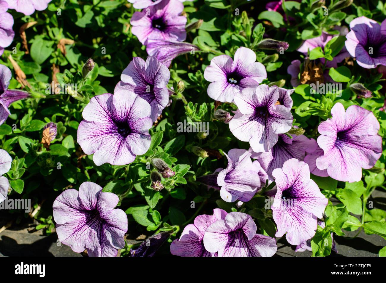 Grande gruppo di vividi fiori di Petunia axillaris viola e bianco e foglie verdi in un vaso giardino in una giornata estiva soleggiata Foto Stock