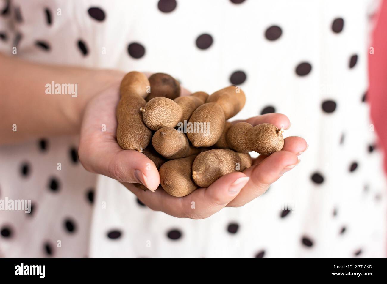 Frutta fresca di tamarindo matura nella donna caucasica mani su sfondo chiaro. Foto Stock