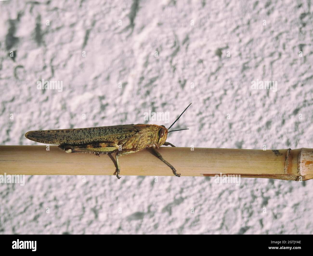 Grasshopper su bastone di bambù Foto Stock