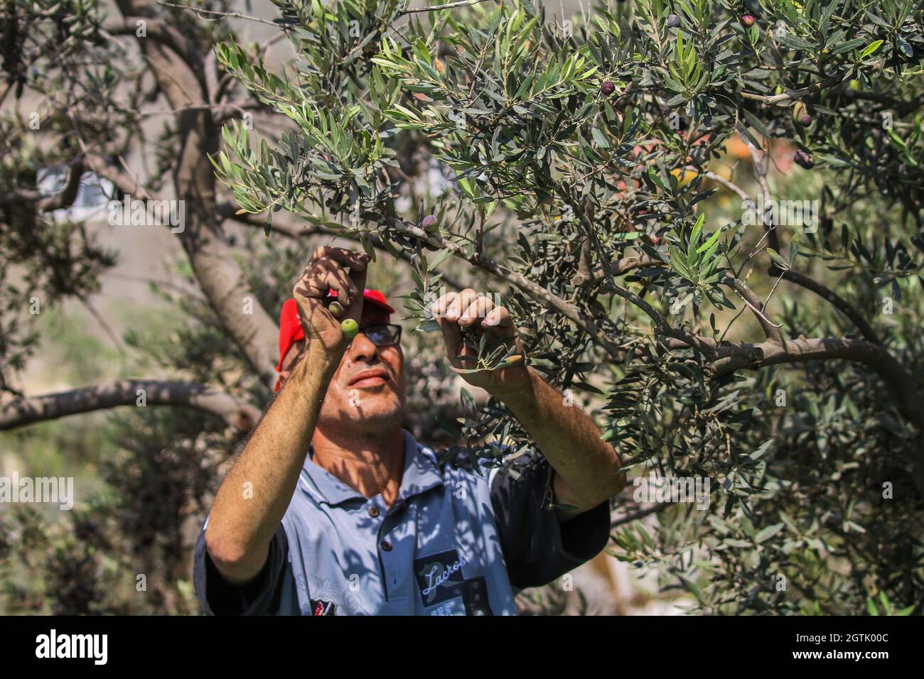 Al- Shujiaia, striscia di Gaza, Palestina. 2 ottobre 2021. Striscia di Gaza, Palestina. 02 ottobre 2021. Gli agricoltori palestinesi raccolgono olive nel loro oliveto nel quartiere di al-Shujiaia, ad est di Gaza. Gran parte dei terreni agricoli nella striscia di Gaza sono piantati con ulivi, con l'industria dell'oliva che fornisce il sostentamento di molte famiglie palestinesi. Eppure l'attività militare in aree fino a 1.5 chilometri dalla recinzione perimetrale con Israele ha impedito agli agricoltori palestinesi di raggiungere i loro olivi nella zona. I tentativi degli agricoltori palestinesi di esportare i loro prodotti sono stati restrittici Foto Stock