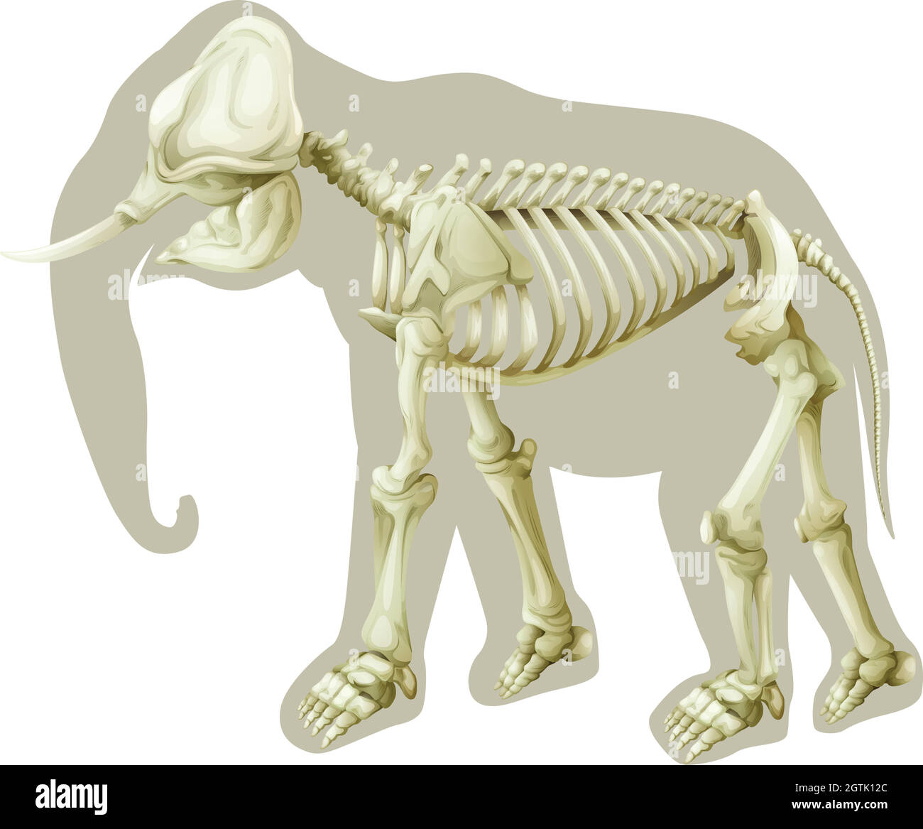 Elephas maximus - scheletro Illustrazione Vettoriale