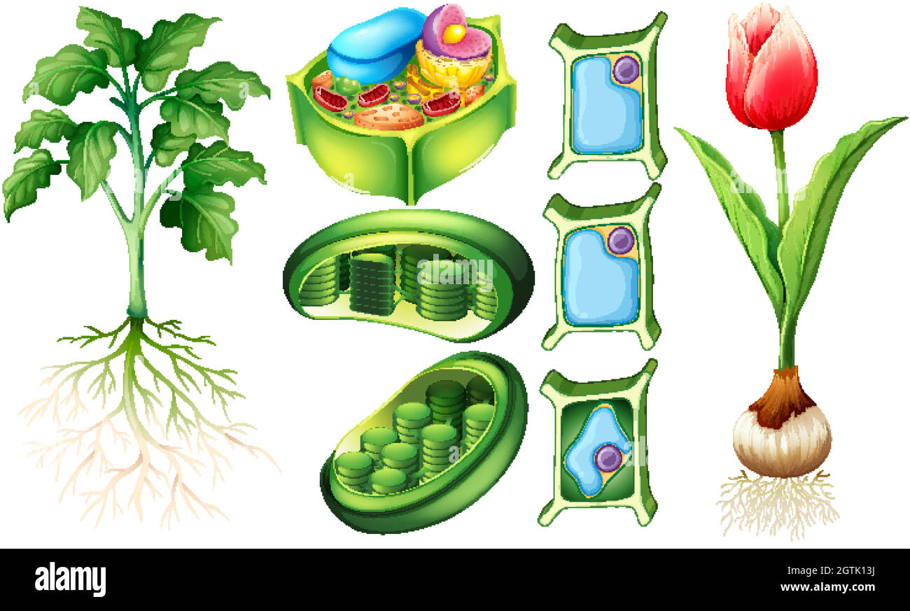 Diagramma che mostra pianta e cella di pianta Illustrazione Vettoriale