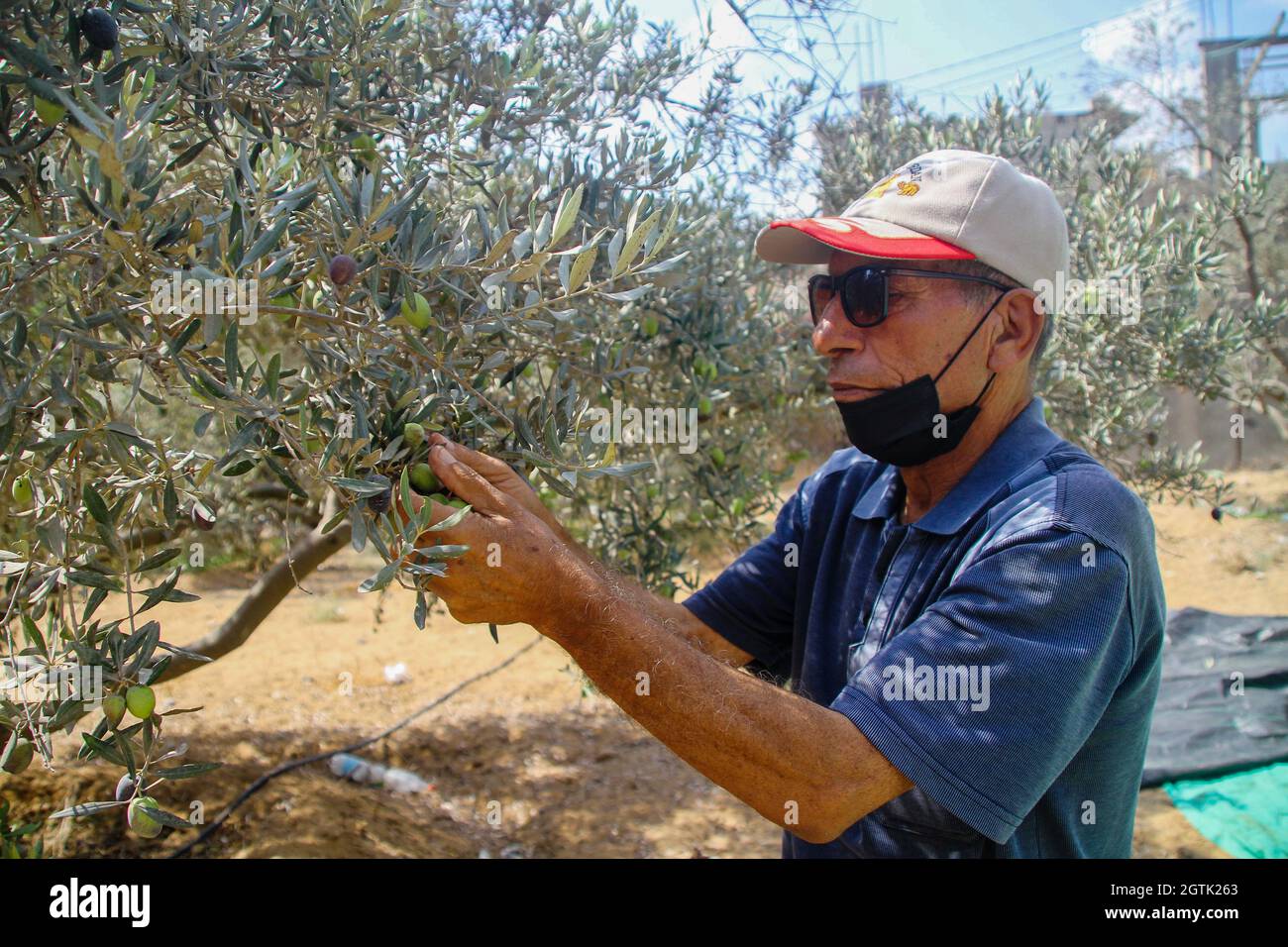 Al- Shujiaia, striscia di Gaza, Palestina. 2 ottobre 2021. Striscia di Gaza, Palestina. 02 ottobre 2021. Gli agricoltori palestinesi raccolgono olive nel loro oliveto nel quartiere di al-Shujiaia, ad est di Gaza. Gran parte dei terreni agricoli nella striscia di Gaza sono piantati con ulivi, con l'industria dell'oliva che fornisce il sostentamento di molte famiglie palestinesi. Eppure l'attività militare in aree fino a 1.5 chilometri dalla recinzione perimetrale con Israele ha impedito agli agricoltori palestinesi di raggiungere i loro olivi nella zona. I tentativi degli agricoltori palestinesi di esportare i loro prodotti sono stati restrittici Foto Stock