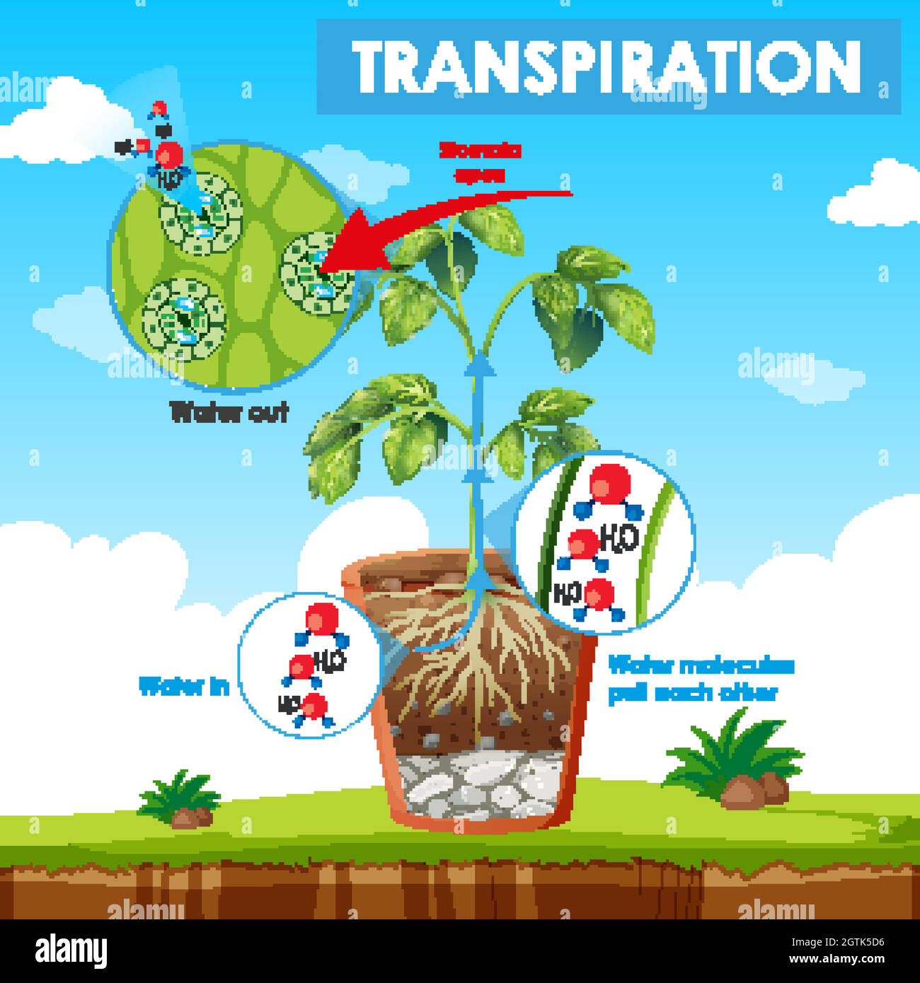 Diagramma che mostra la traspirazione in pianta Illustrazione Vettoriale