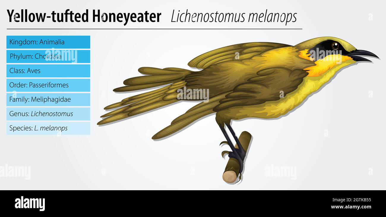 Lichenostomus melanops Illustrazione Vettoriale