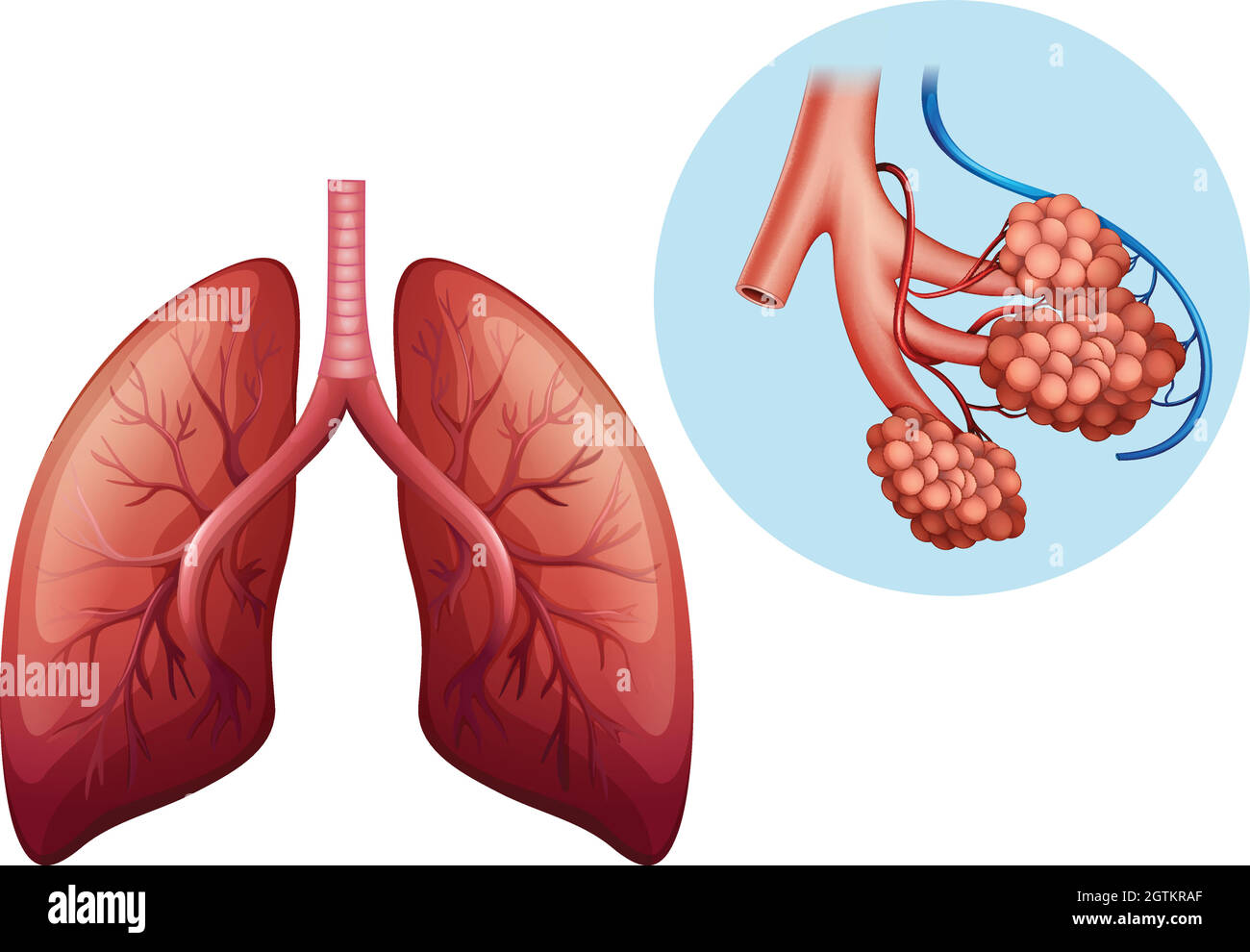 Anatomia umana del polmone umano Illustrazione Vettoriale
