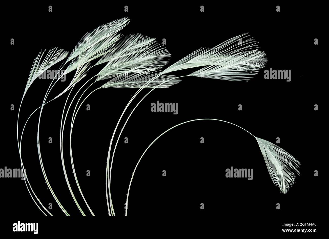 Vista ravvicinata delle piume bianche di pollo su sfondo nero Foto Stock