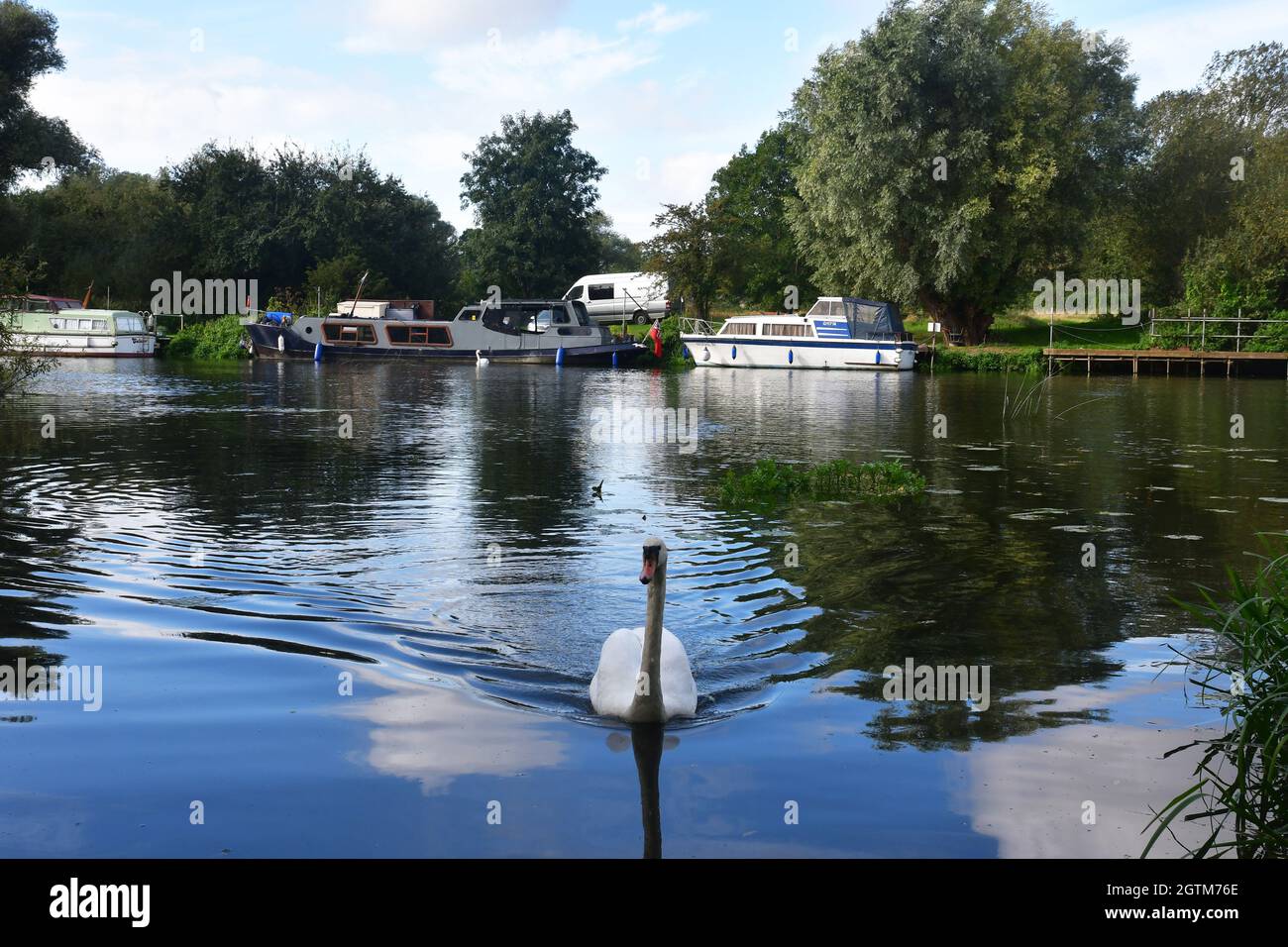 Un cigno sul fiume a Great Paxton, Cambridgeshire, Regno Unito Foto Stock