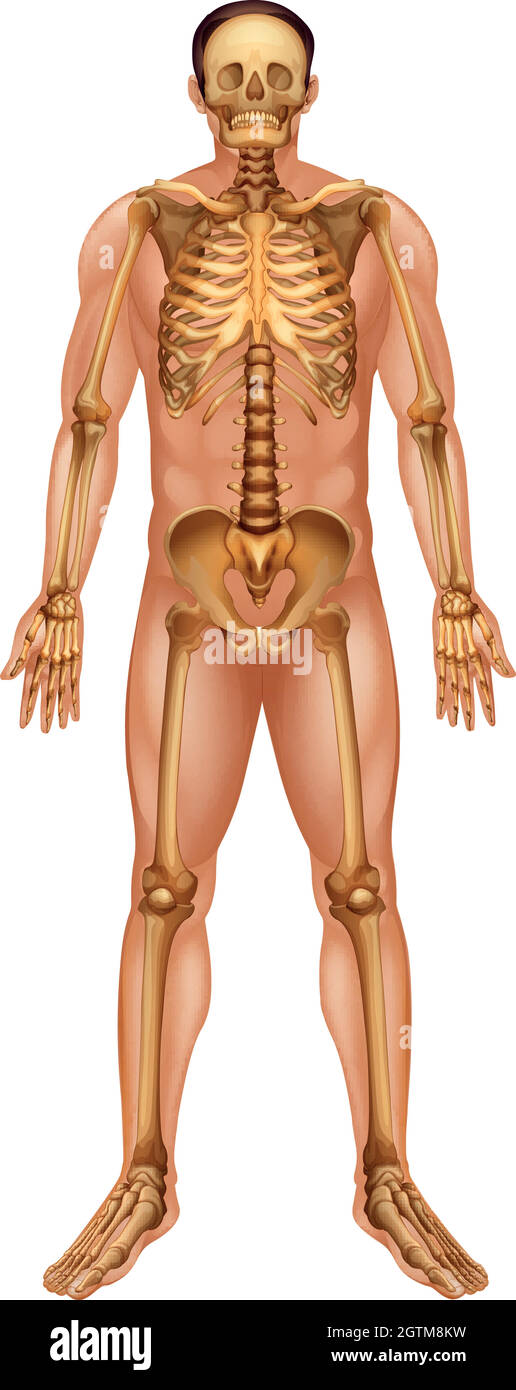 Umano sistema scheletrico Illustrazione Vettoriale