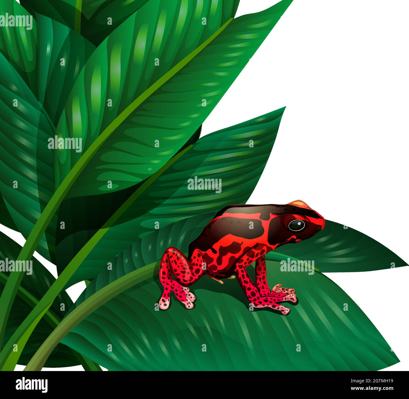Una rana rossa Illustrazione Vettoriale