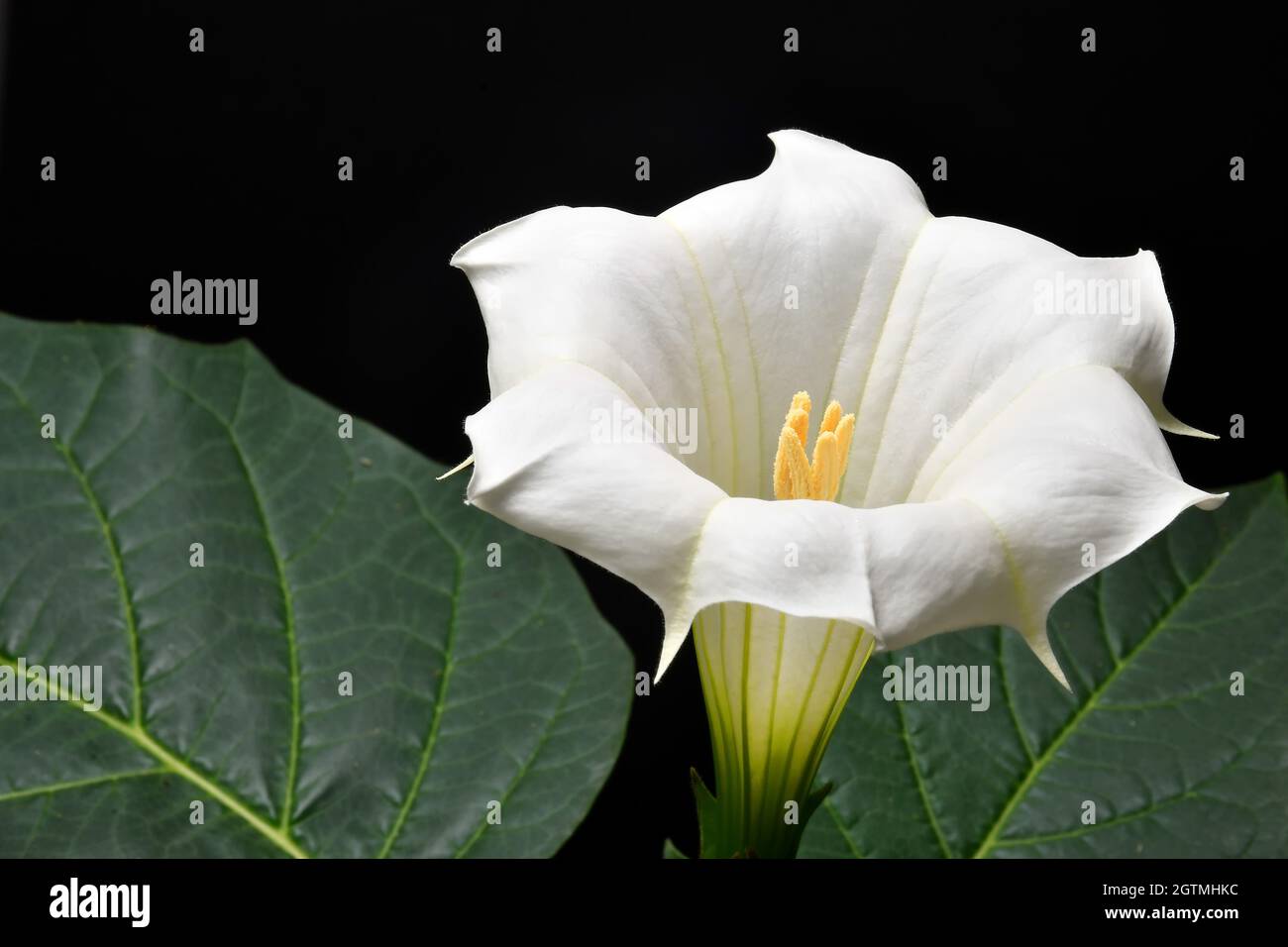 Mela di spina con fiore bianco Foto Stock