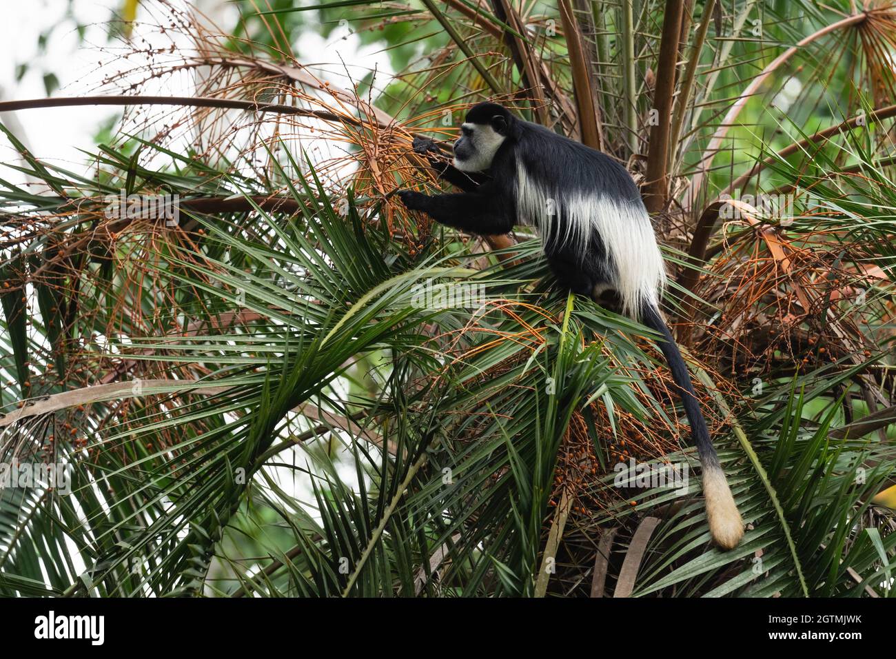 Colobus bianco e nero - Colobus guereza, bellissimo primato bianco e nero dalle foreste e dai boschi africani, cascate di Murchison, Uganda. Foto Stock