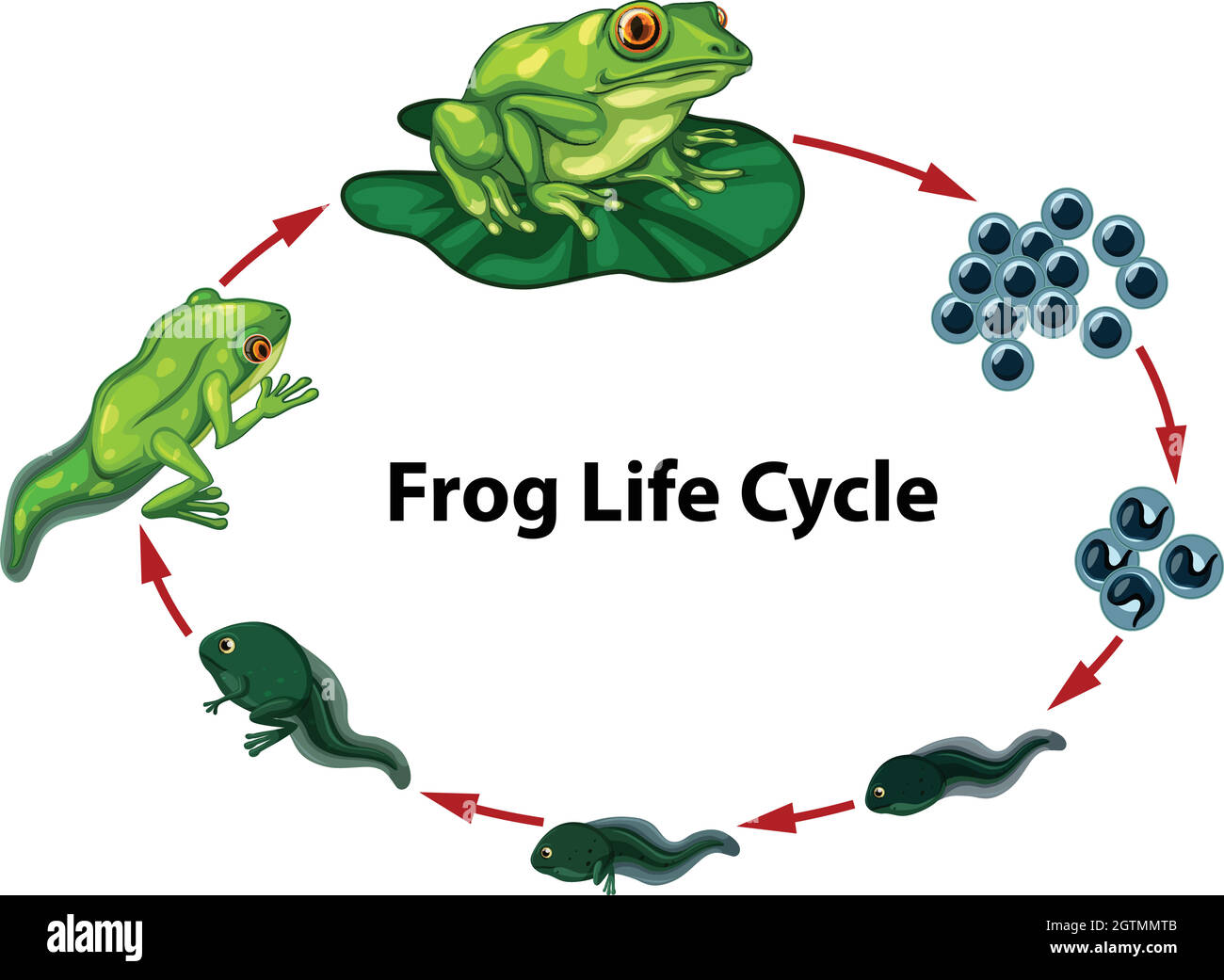 Diagramma del ciclo di vita della rana Illustrazione Vettoriale