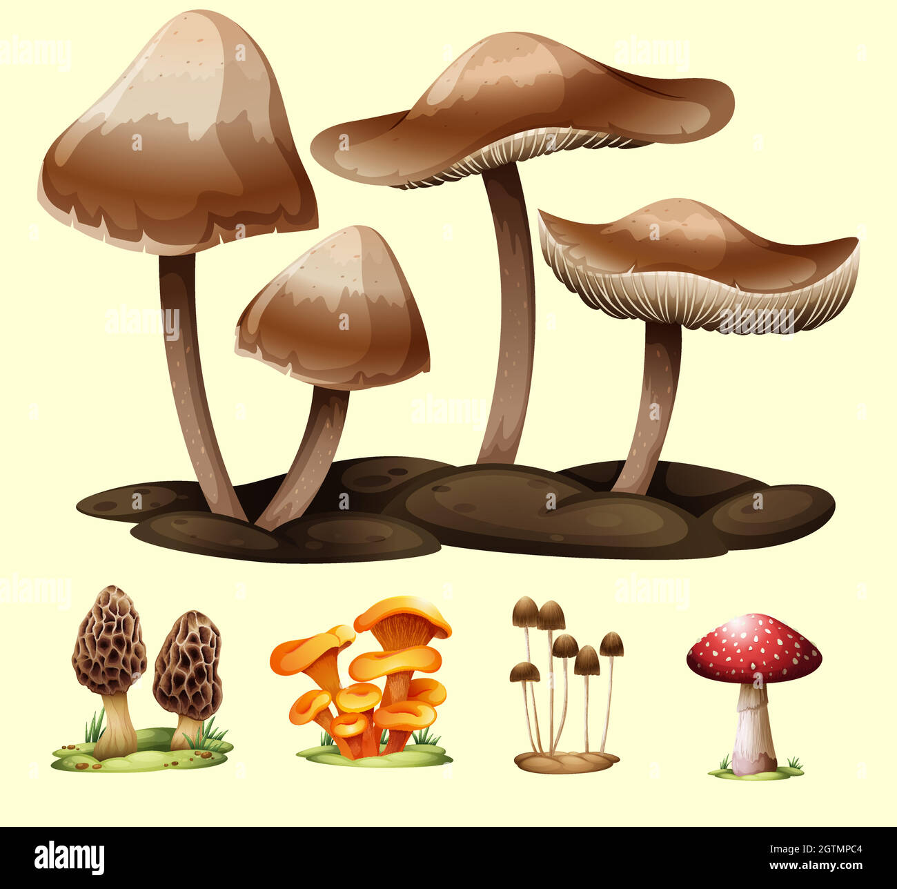 Diversi tipi di funghi Illustrazione Vettoriale
